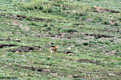 Tibetan Fox <i>Vulpes ferrilata</i>
