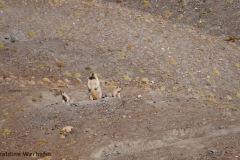 Himalayan Marmot <i>Marmota himalayana</i>