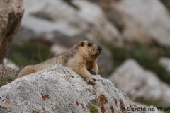 Himalayan Marmot <i>Marmota himalayana</i>