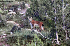 Eurasian Lynx <i>Lynx lynx</i>