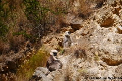 Nepal Grey Langur <i>Semnopithecus schistaceus</i>