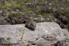 Tibetan Dwarf Hamster <i>Cricetulus alticola</i>