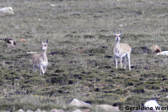 Tibetan Gazelle <i>Procapra picticaudata</i>