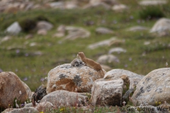 Altai Weasel <i>Mustela altaica</i> with a prey Tibetan dwarf hamster <i>Cricetulus alticola</i>