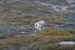 Himalayan Wolf <i>Canis (lupus) chanco</i>