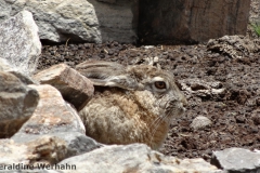 Woolly Hare <i>Lepus oiostolus</i>