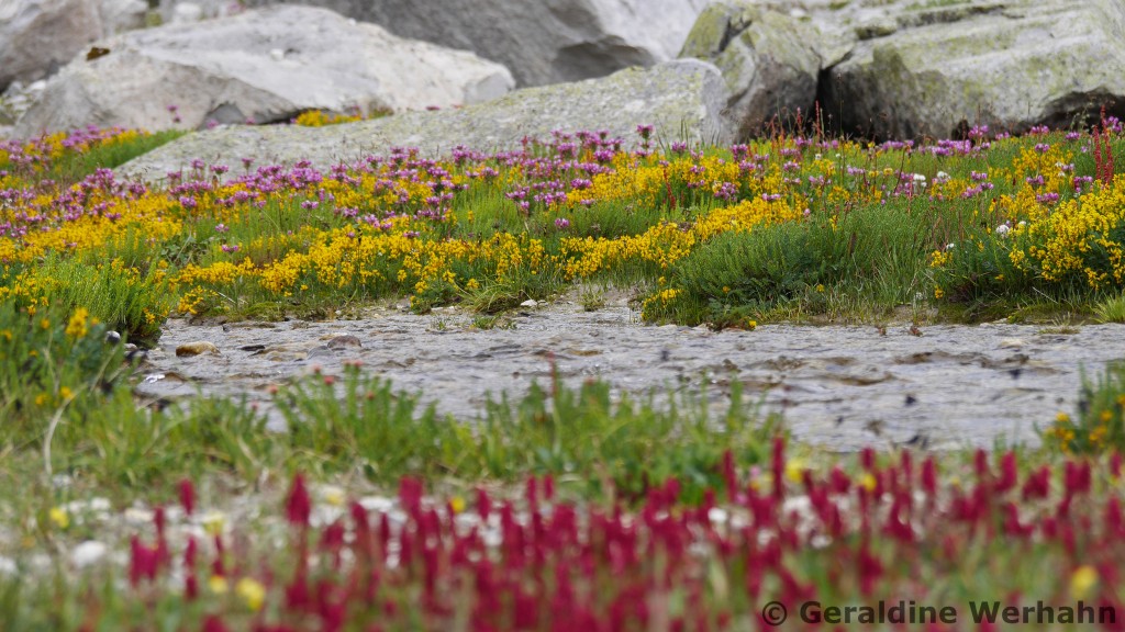 Alpine Flower Garden