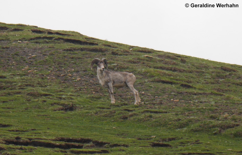 Argali