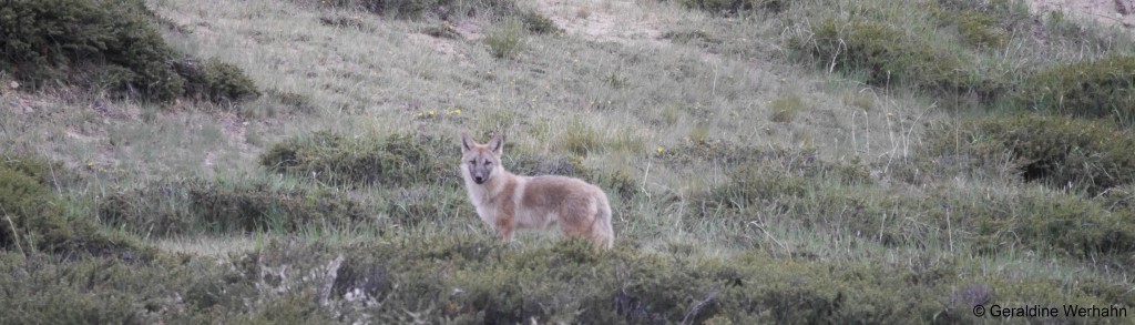 Himalayan wolf pup