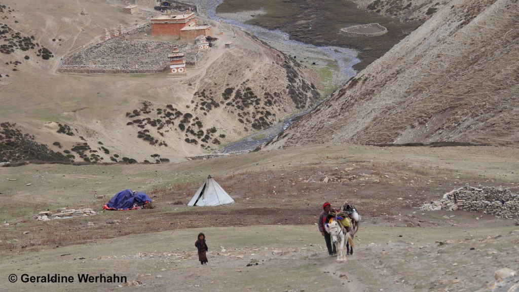 Shey Gompa and herders