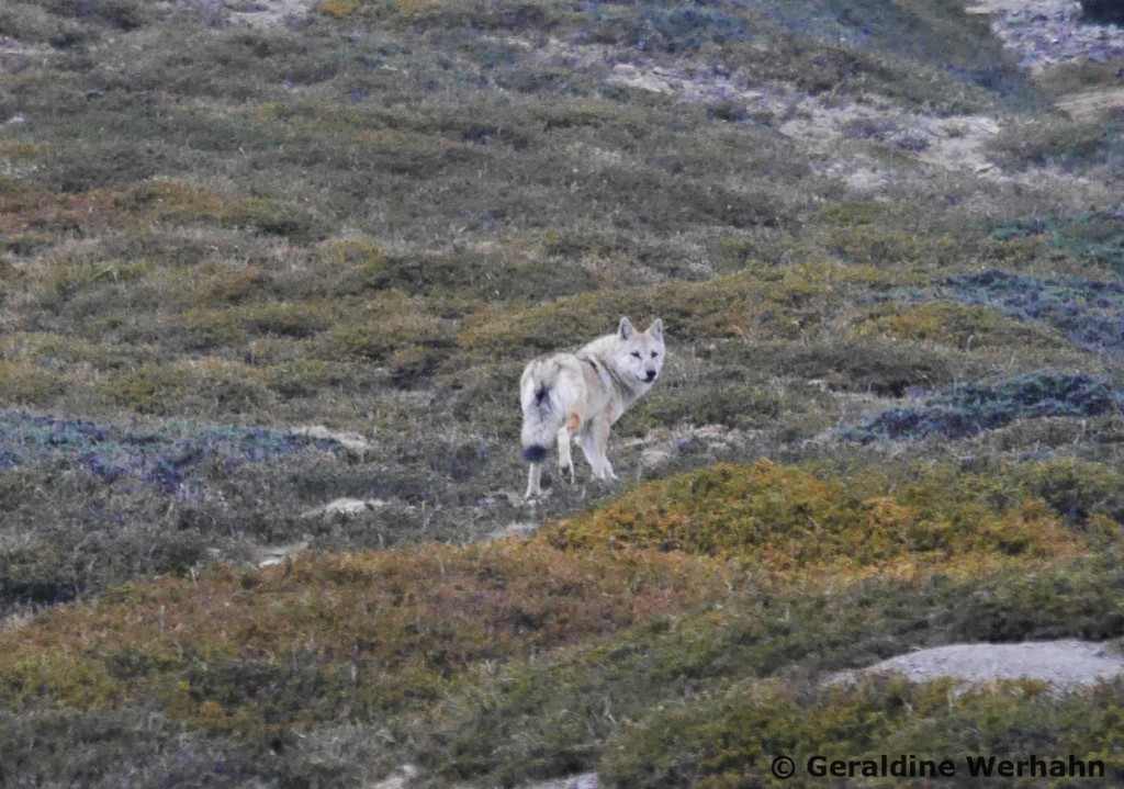 Wolf Canis sp