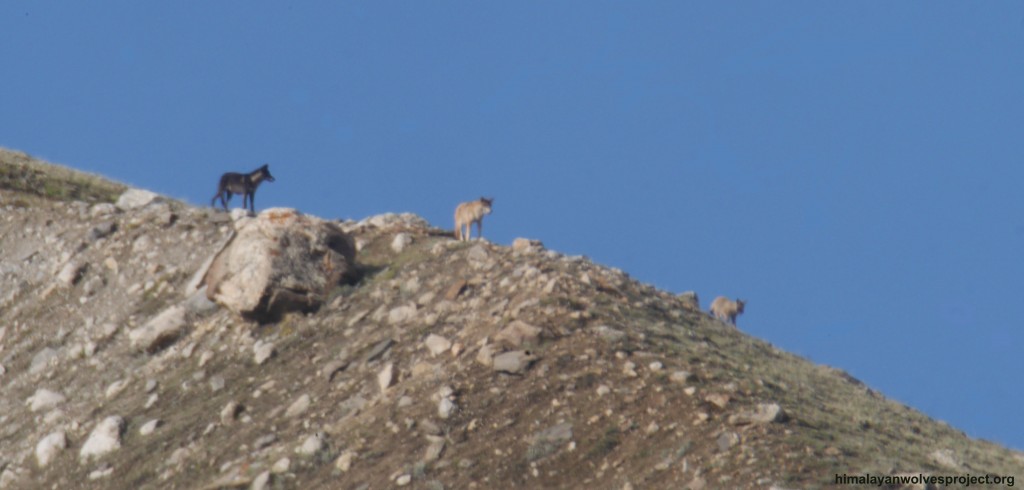 Wolf pack