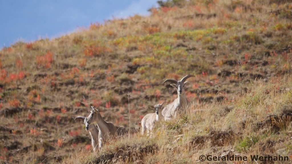 Blue SheepPseudois nayaur