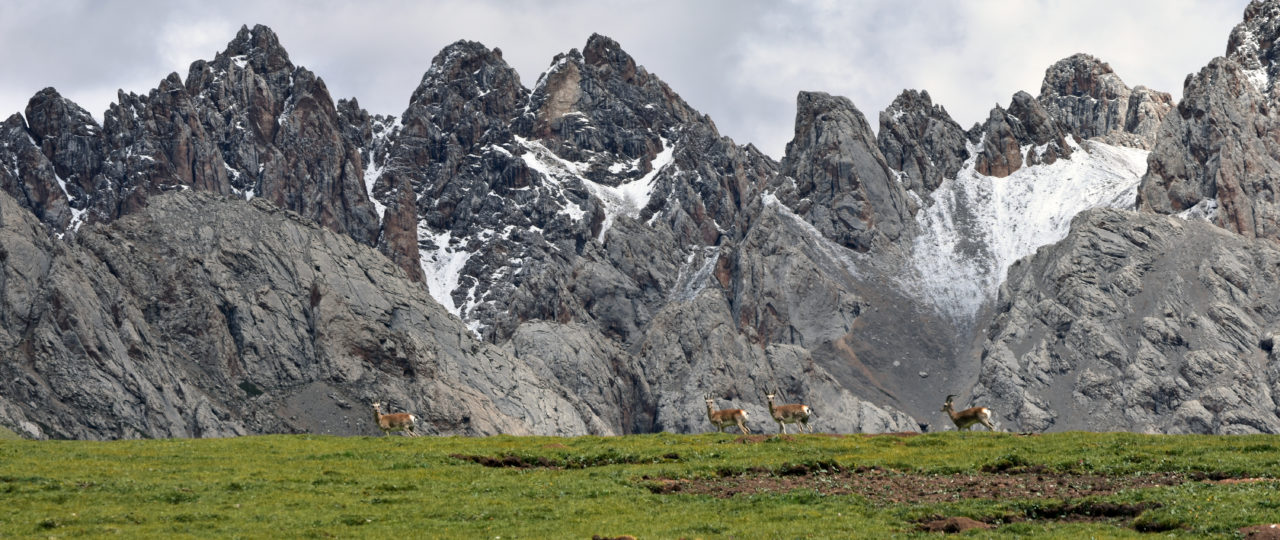 Tibetan Gazelles