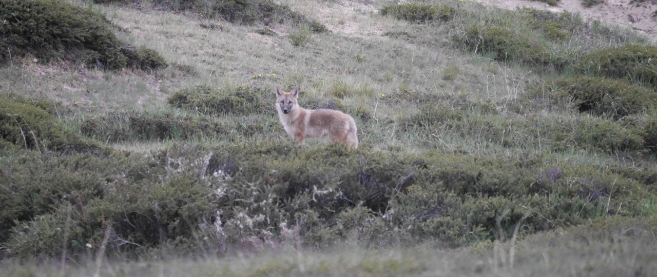 Wolf pup_Canis sp