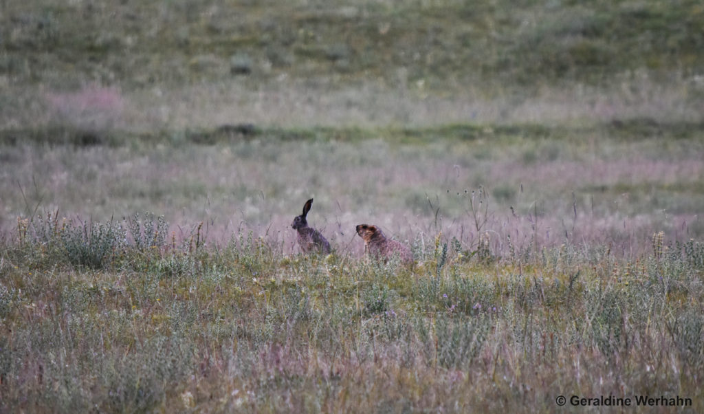 Wolly hare and Himalayan marmot