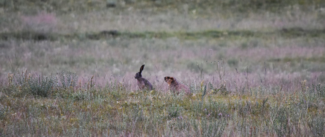Wolly hare and Himalayan marmot
