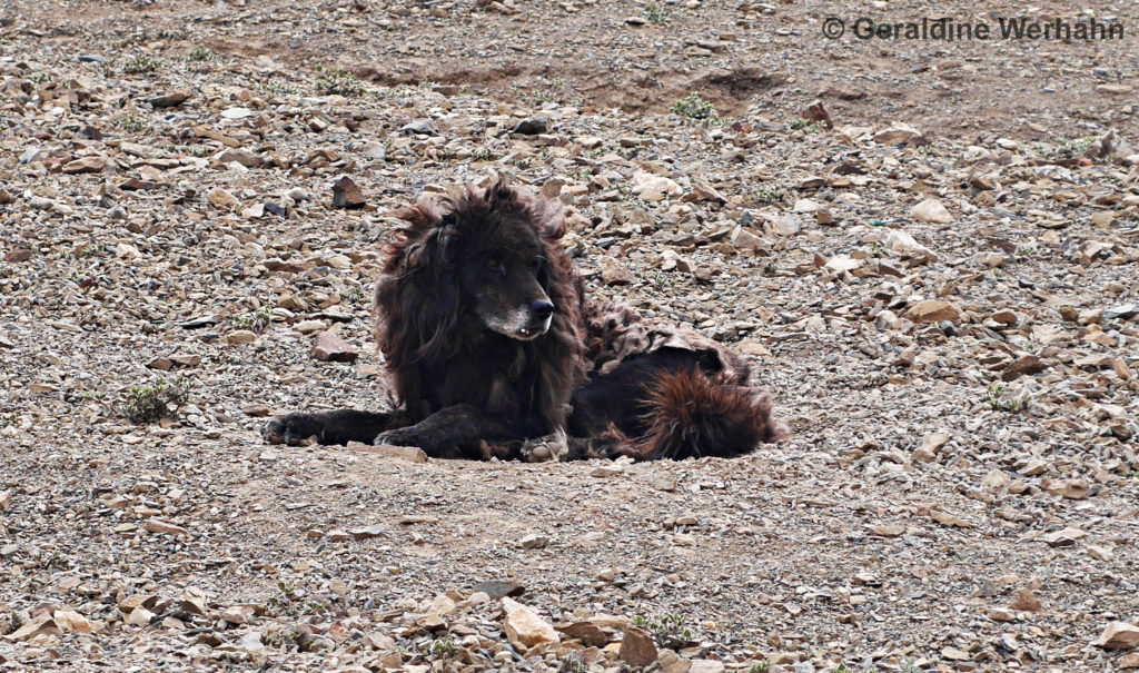 Mountain ghost or dog? Tibetan Mastiff at Nisalgaon protecting Yanjer Gompa monastery.