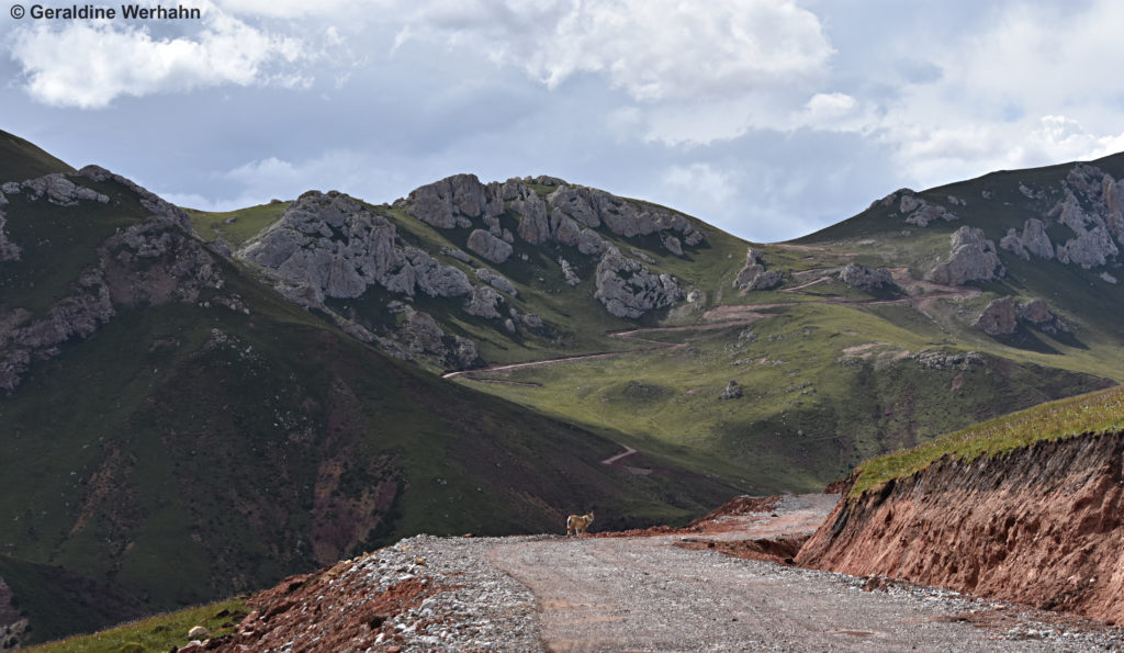 A wolf suddendly crosses your path running uphill - later we realize that there is a second one travelling with this one.