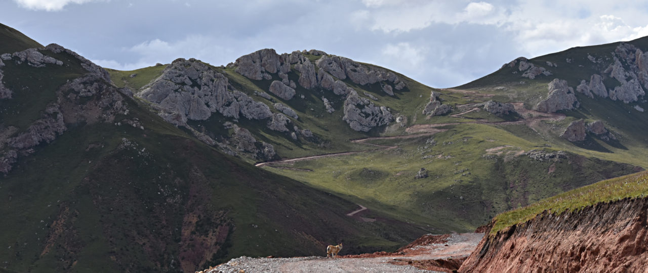 A wolf suddendly crosses your path running uphill - later we realize that there is a second one travelling with this one.