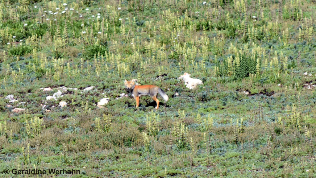 DSC_2864 tib fox