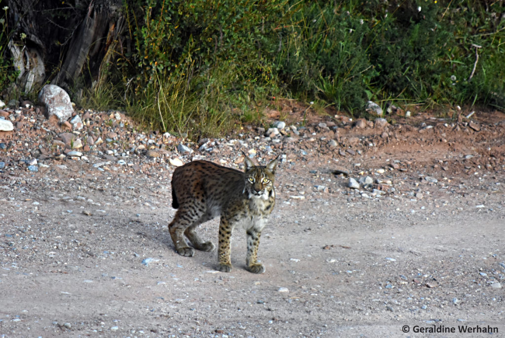 Eurasian Lynx