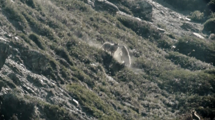 Wolf greeting