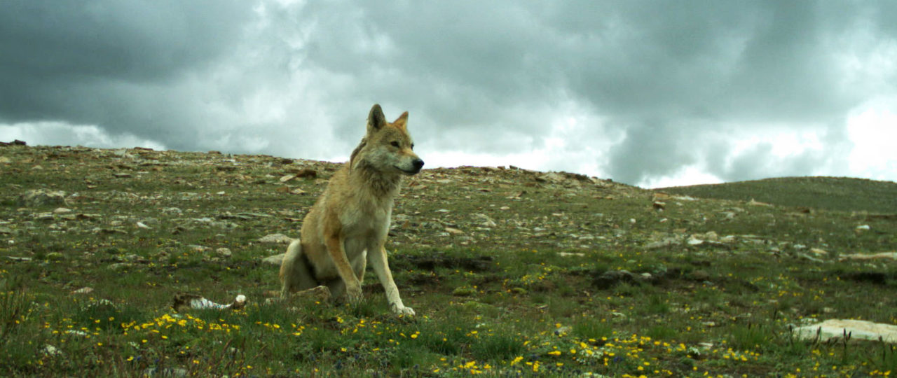 Himalayan wolf