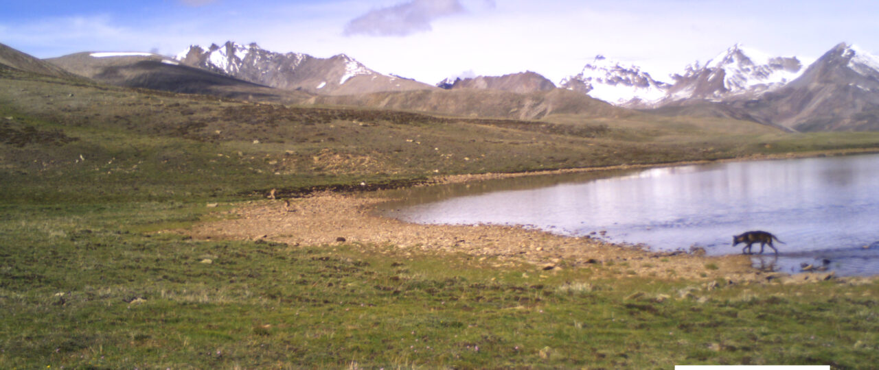 Wolves by the lake