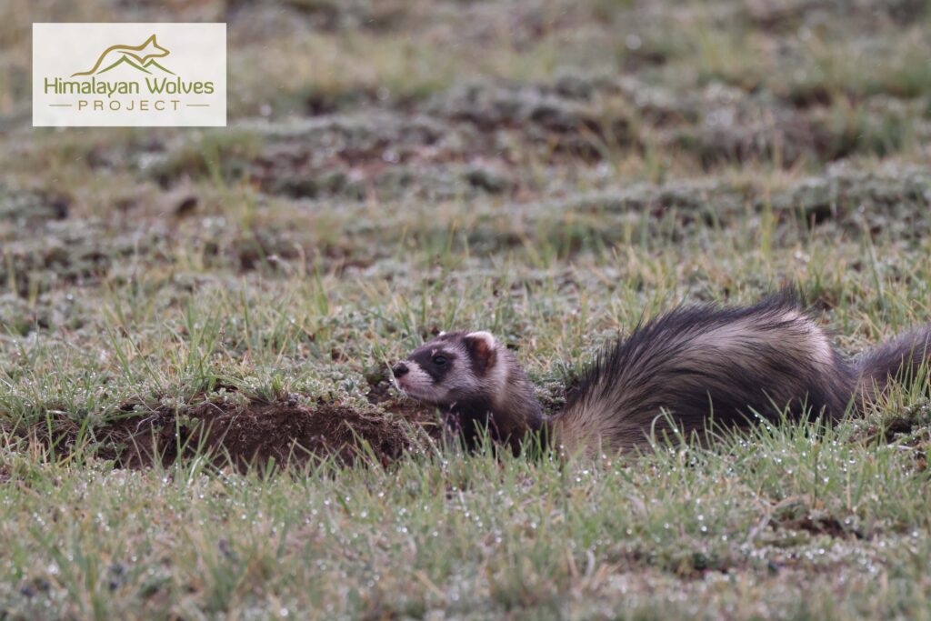 Polecat side HimalayanWolvesProject
