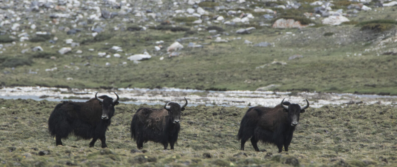 wild yak_NK(1)