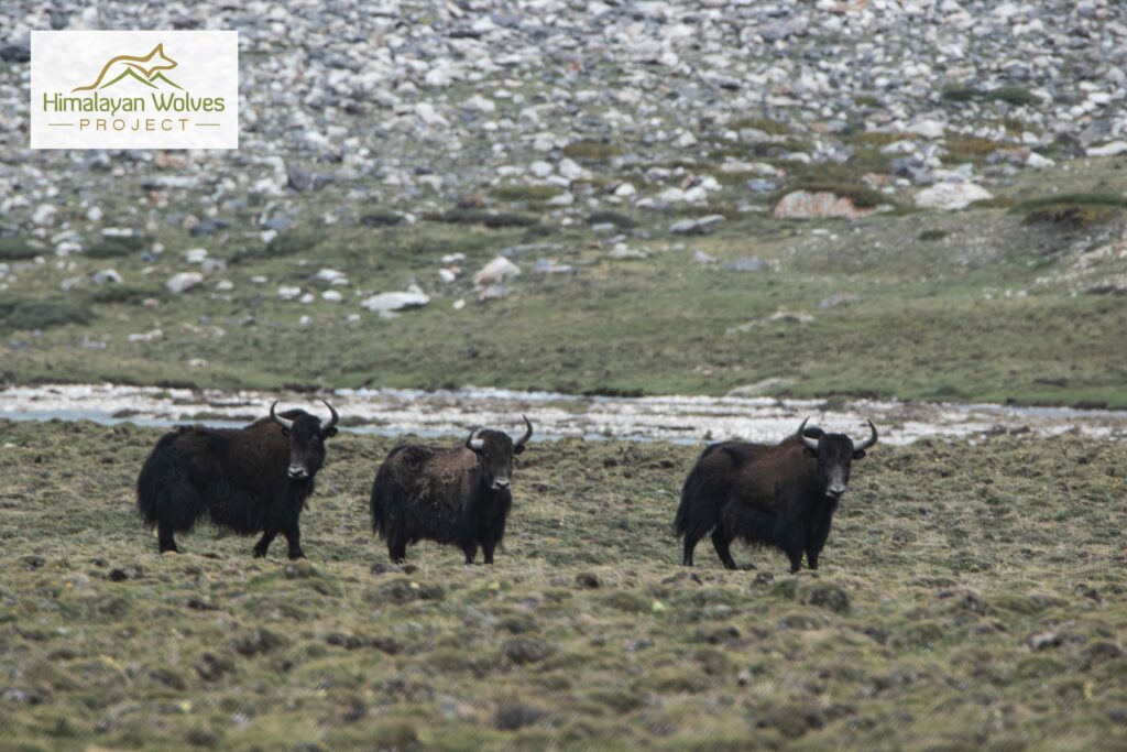 wild yak_NK(1)